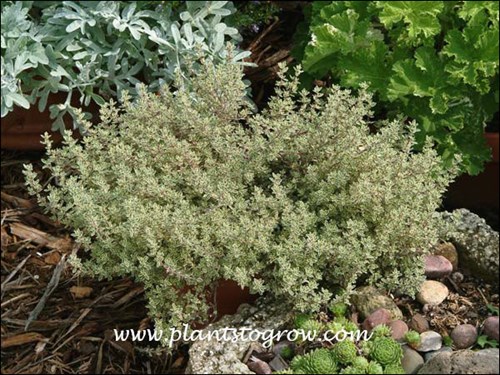 I had this plant for many years.  In the fall it was grown indoors. Since it tolerated dryness this fairly large plant could grow in a 4